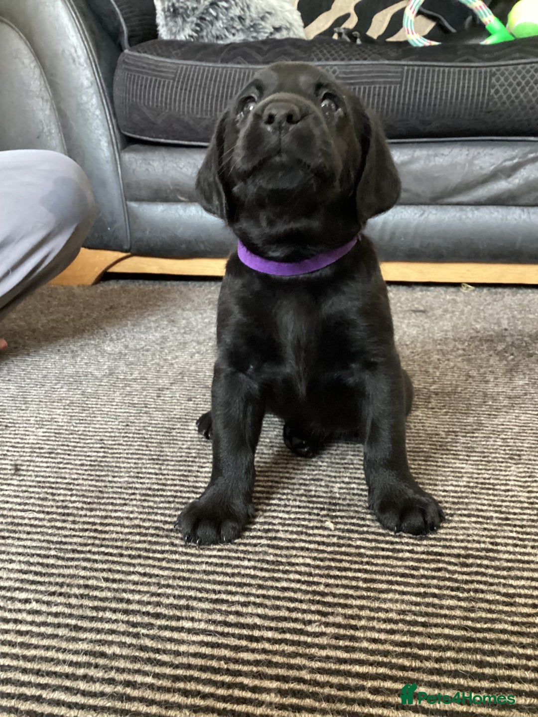 Labrador Retriever dogs for sale: KC Black Labrador Puppies - Image 16
