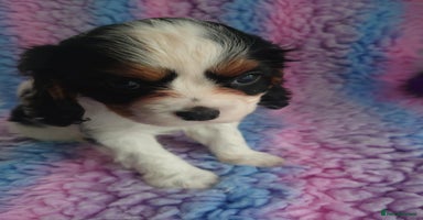 Cavalier King Charles Spaniel dogs - Advert 3