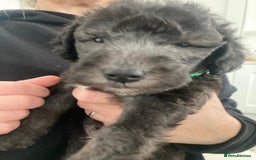 Bedlington Terrier dogs for stud: KC Registered Bedlington Terrier Stud in Ferryhill - Image 32