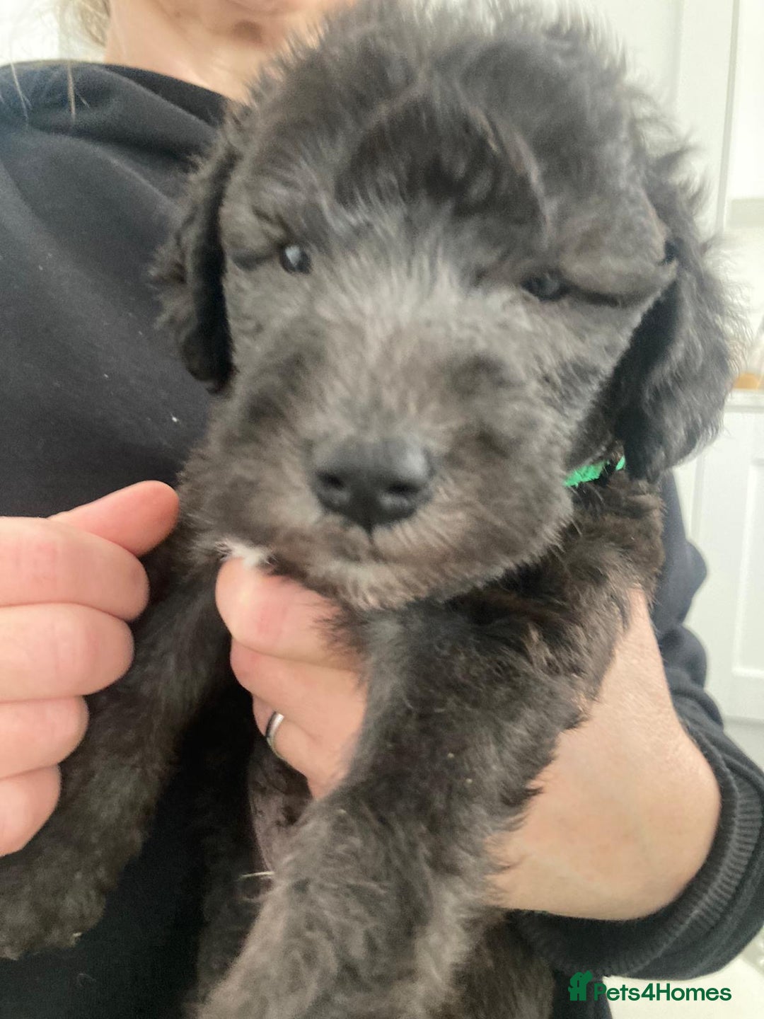 Bedlington Terrier dogs for stud: KC Registered Bedlington Terrier Stud in Ferryhill - Image 32