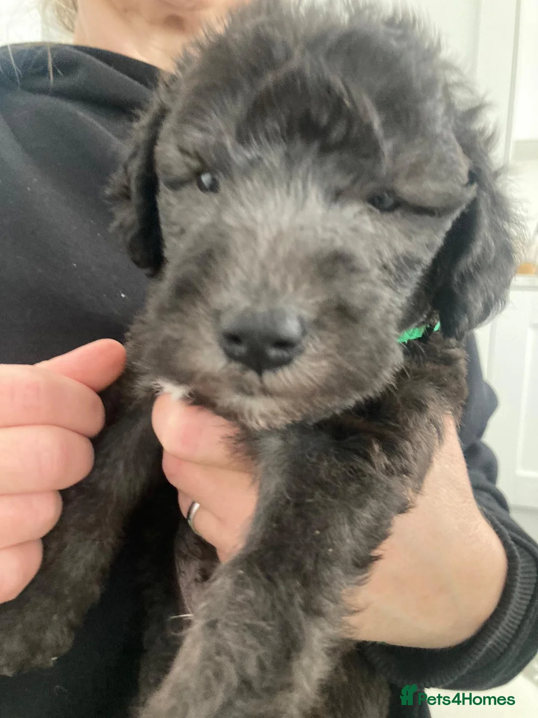 Bedlington Terrier dogs for stud: KC Registered Bedlington Terrier Stud in Ferryhill - Advert 32