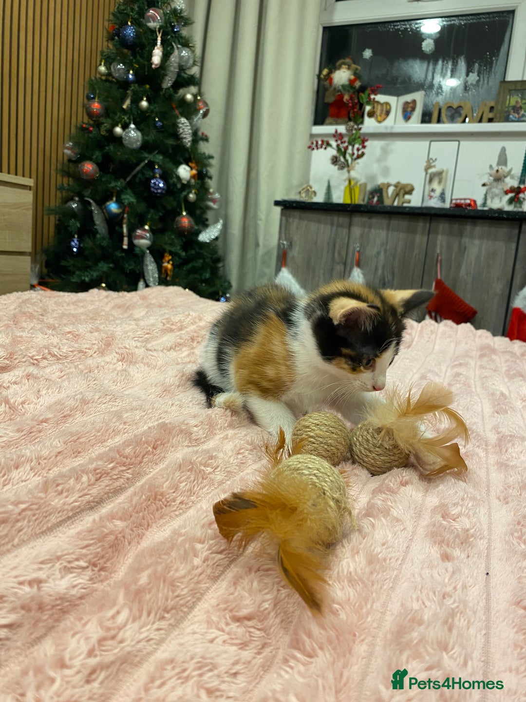 Mixed Breed cats for sale: 5 lovely kittens for sale - Advert 19