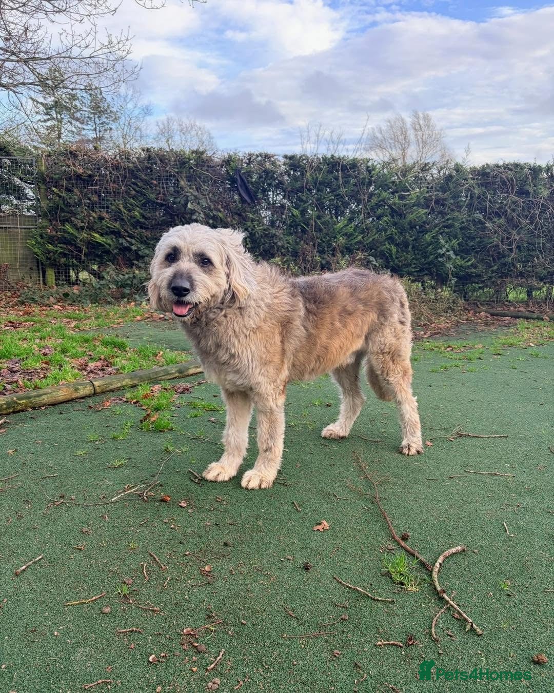 Mixed Breed dogs for adoption: 💚 Oscar - our bear boy💚 - Advert 10