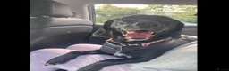 Mixed Breed dogs for sale: Beautiful Labhound looking for a new home - Advert 1