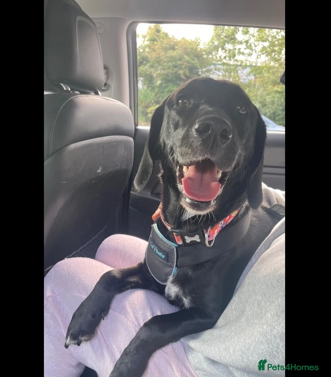 Mixed Breed dogs for sale: Beautiful Labhound looking for a new home - Advert 1