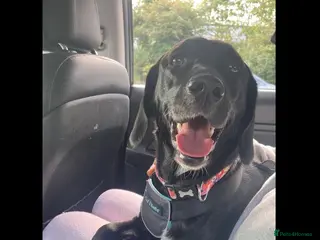Mixed Breed dogs Beautiful Labhound looking for a new home - Advert 1