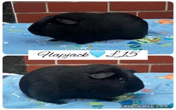 Guinea Pig rodents for sale: Guinea pig boars  - Image 6