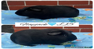 Guinea Pig rodents - Advert 9