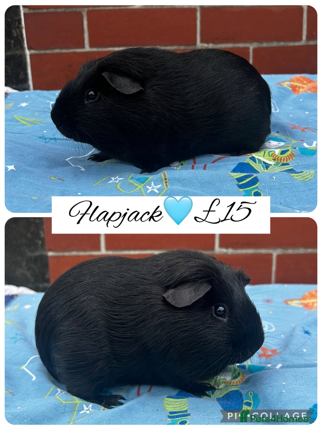 Guinea Pig rodents for sale: Guinea pig boars  - Image 6
