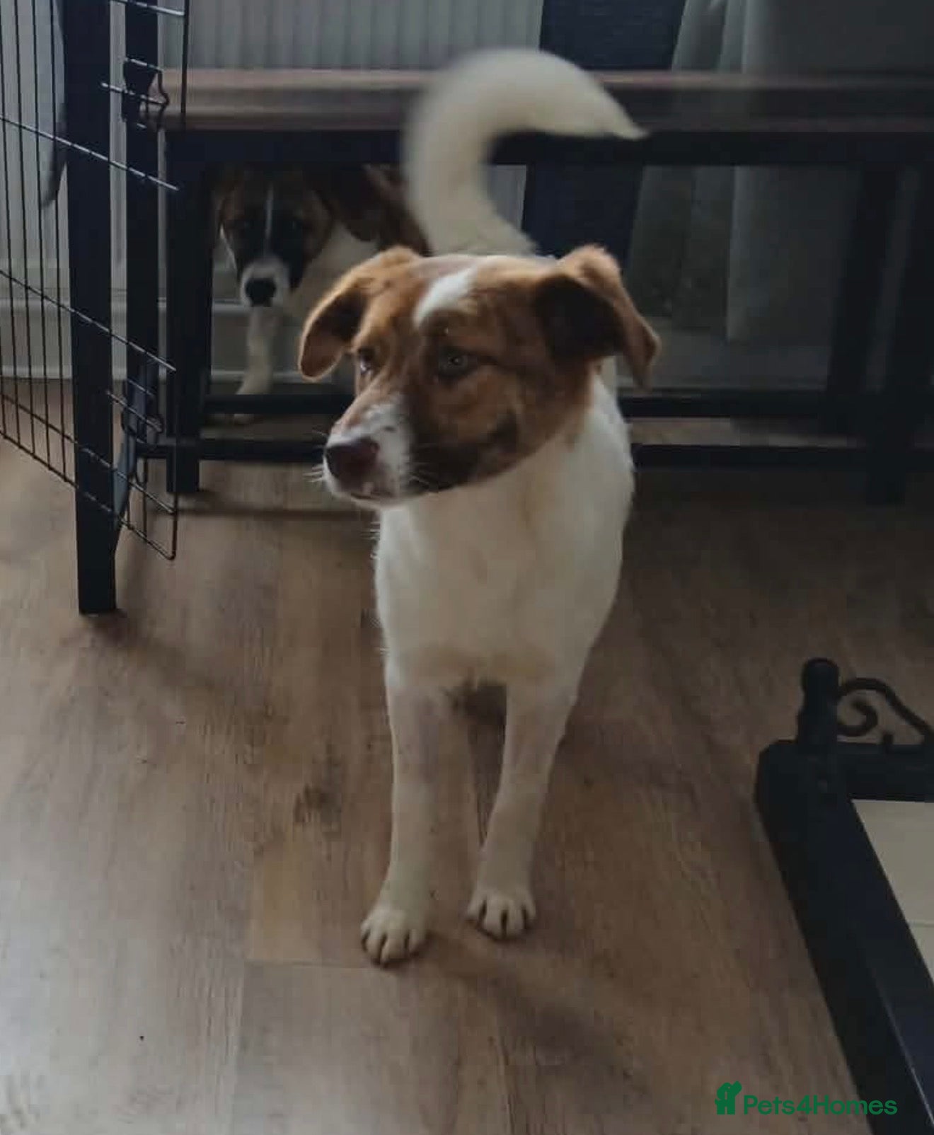 Mixed Breed dogs Cricket  - Advert 1