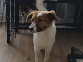 Mixed Breed dogs Cricket - Advert 1