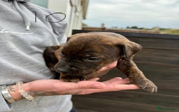 Mixed Breed dogs for sale: Outstanding quality pups  - Image 14