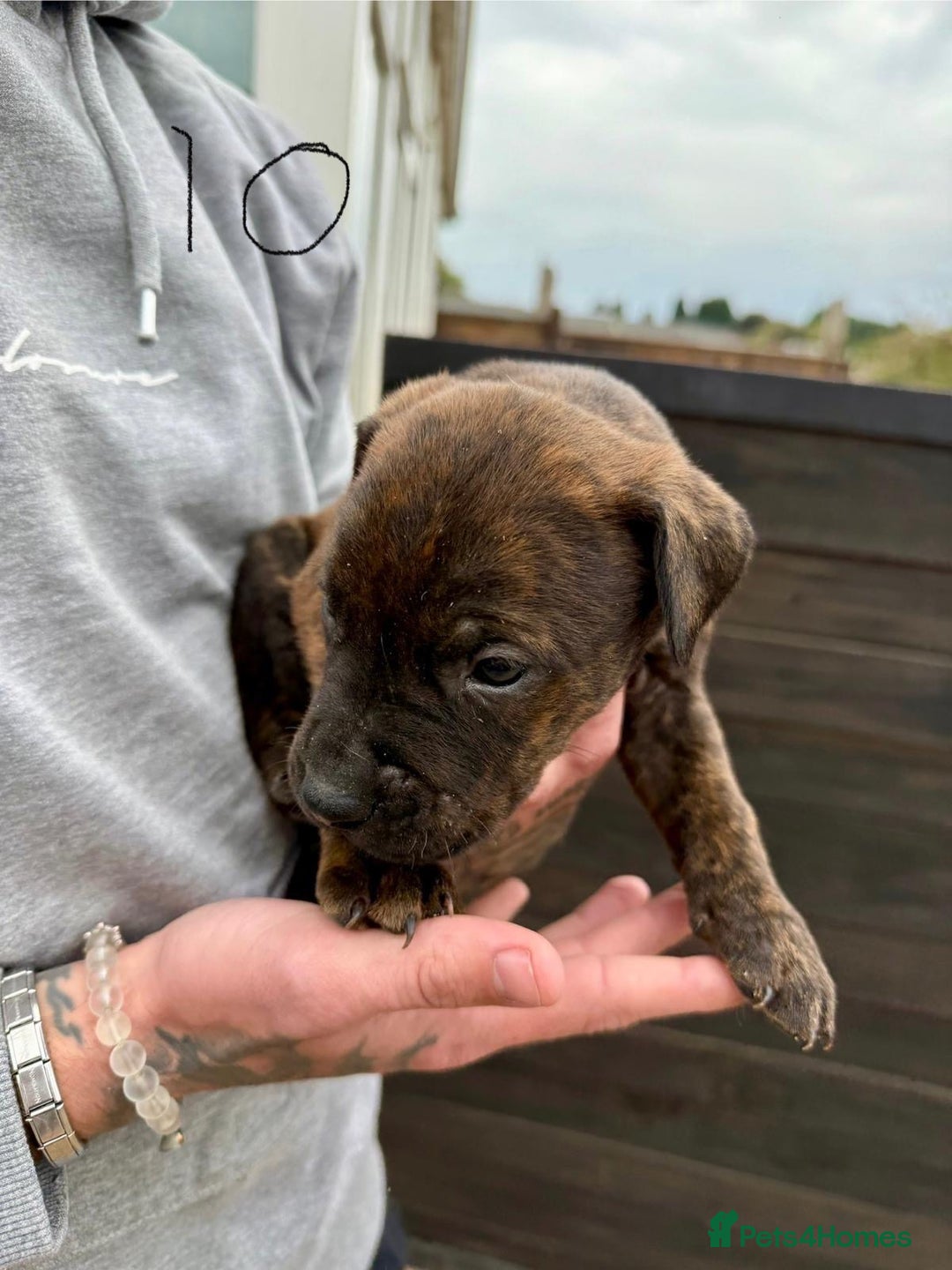 Mixed Breed dogs for sale: Outstanding quality pups  - Image 14