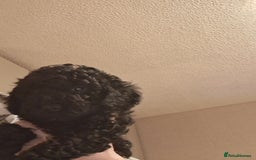 Cavapoo dogs for sale: Black cavapoo puppy  - Advert 9