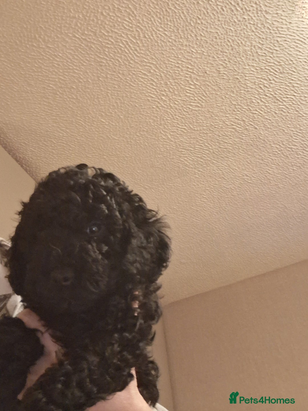 Cavapoo dogs for sale: Black cavapoo puppy  - Advert 9