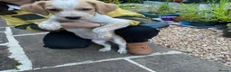 Mixed Breed dogs for sale: Labradoodle X Springer X Border Collie - Advert 6