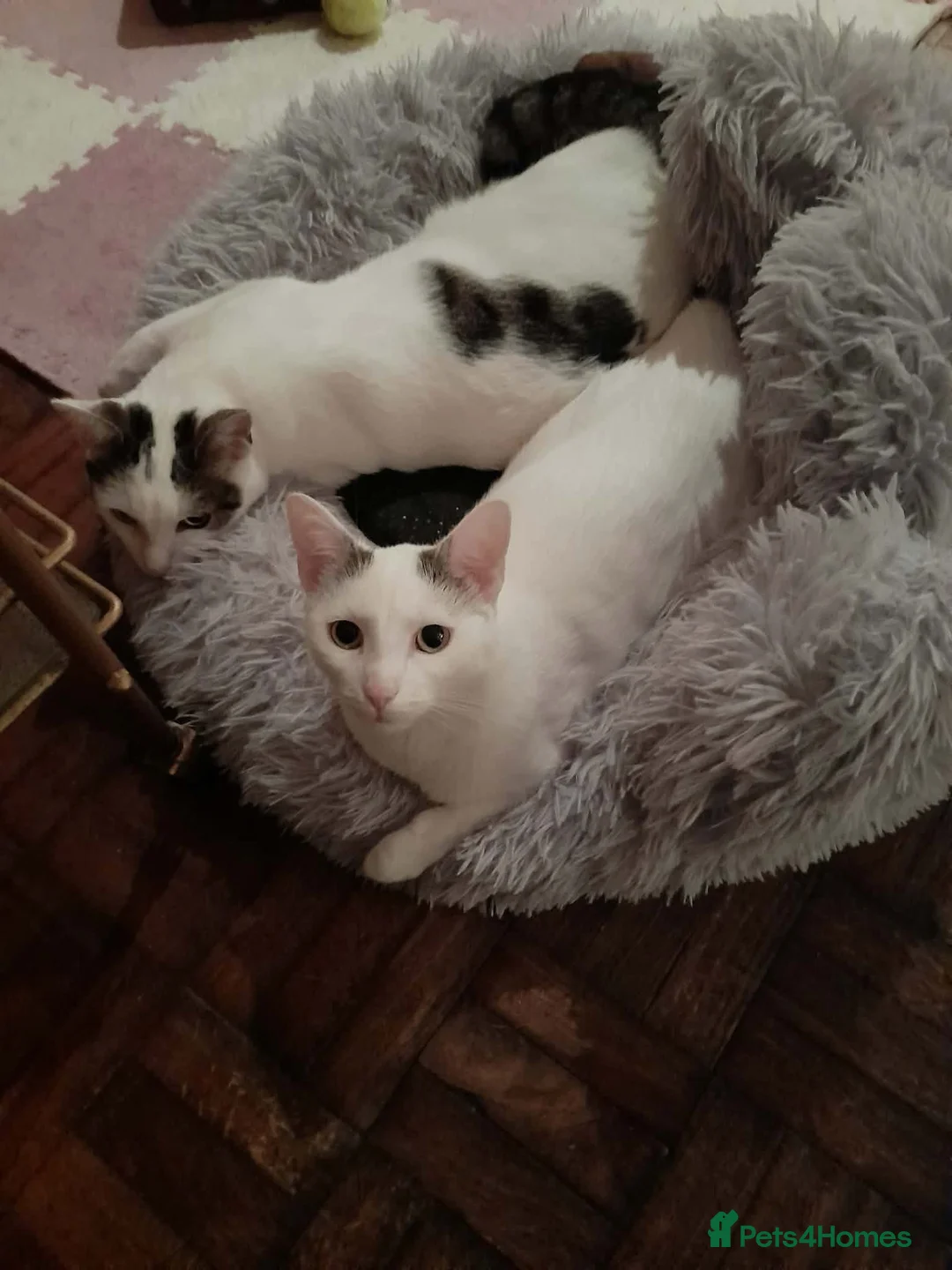 Mixed Breed cats for adoption: Beautiful Keanu and snow  - Advert 10
