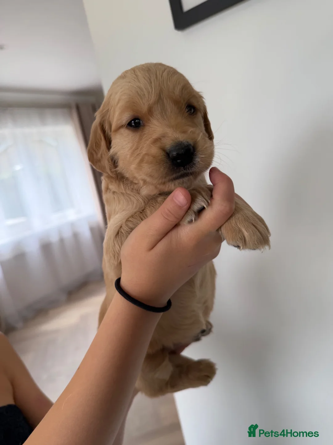 Golden Retriever dogs for sale: Golden Retriever puppies.  - Advert 1