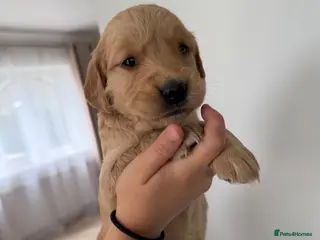 Golden Retriever dogs Golden Retriever puppies. - Advert 2