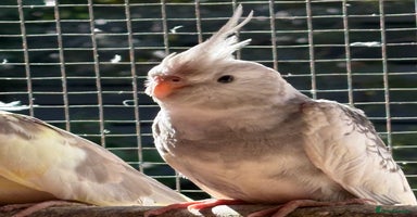 Cockatiels birds - Advert 10