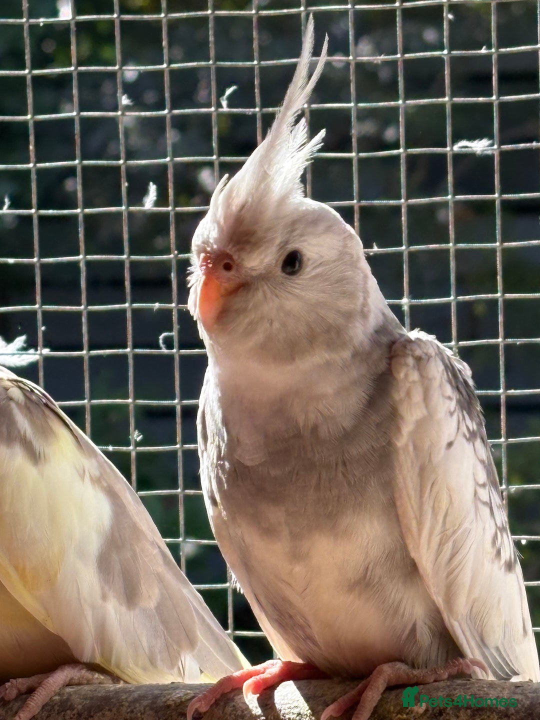 Cockatiels birds for sale: Baby Cockatiels, aviary bred - Image 2