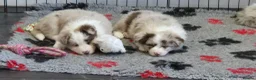 Border Collie dogs for sale: Outstanding litter Longhaired Merle border collies - Advert 10