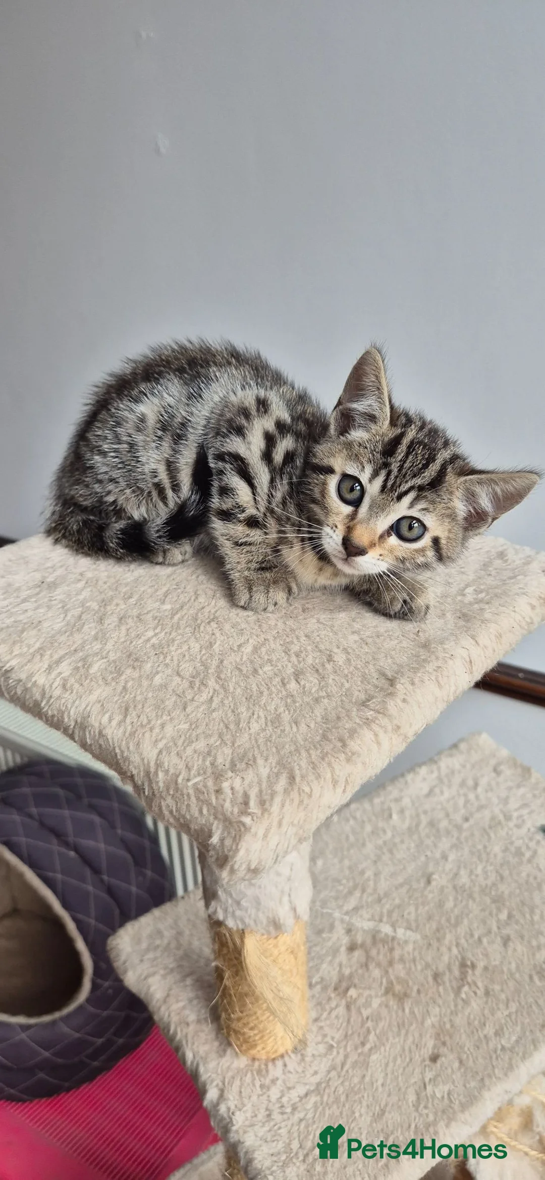 Mixed Breed cats for sale: Half bengal kittens - Advert 4