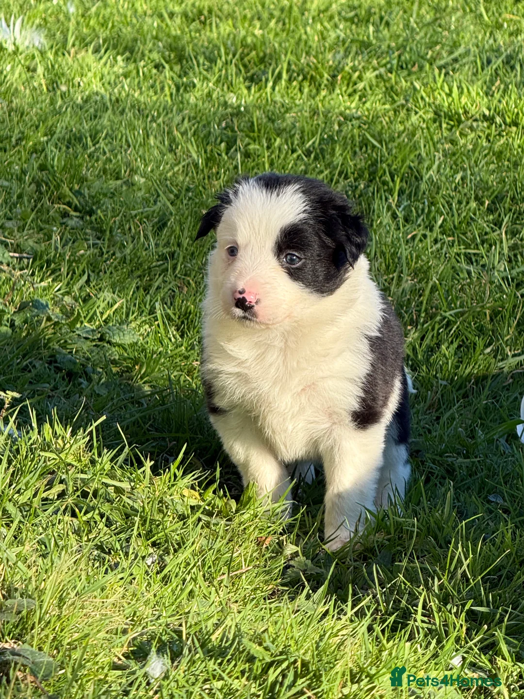 Border Collie dogs for sale: Border collie puppies seeking working/active homes - Advert 30