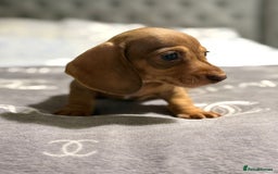 Dachshund dogs for sale: Beautiful dachshunds - Image 3