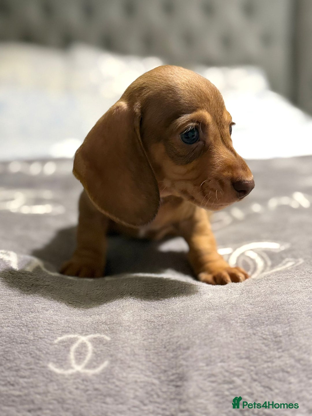 Dachshund dogs for sale: Beautiful dachshunds - Image 3