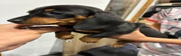 Dachshund dogs for sale: Beautiful dachshund puppies  in Bodmin - Advert 7