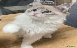 Siberian cats for sale: Siberian Kittens Neva Masquerade White - Image 4