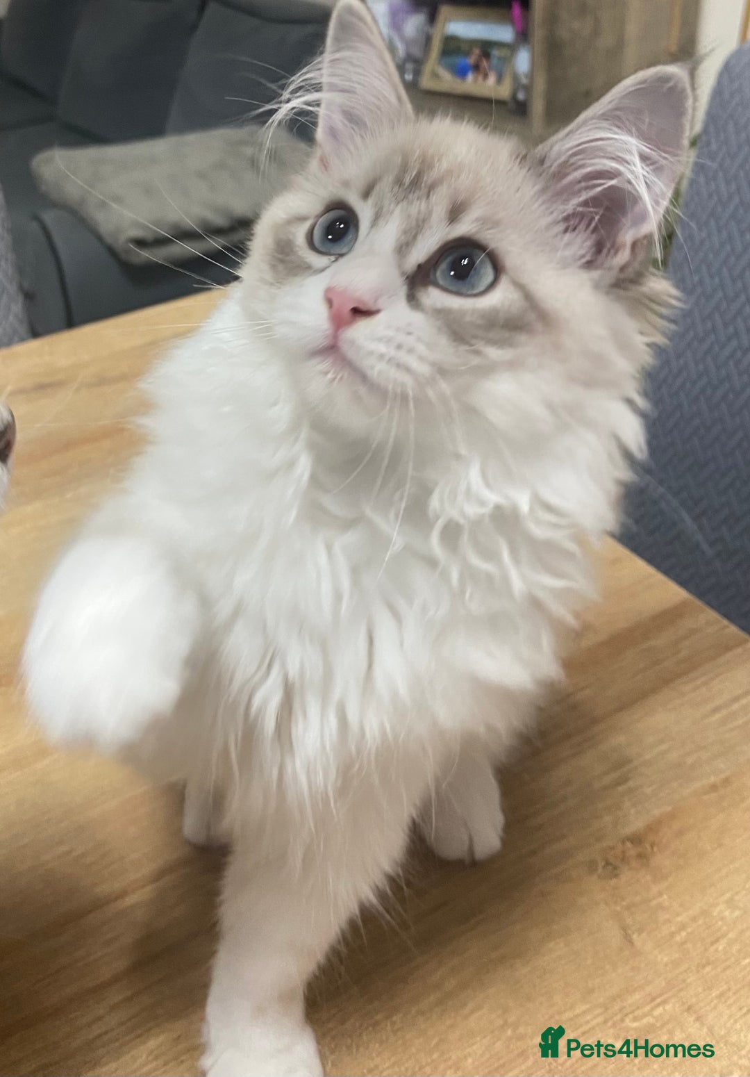 Siberian cats for sale: Siberian Kittens Neva Masquerade White - Image 4