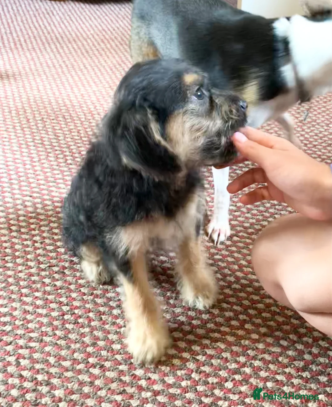 Mixed Breed dogs for sale: Jackchi x Toy poodle Puppies - Advert 2