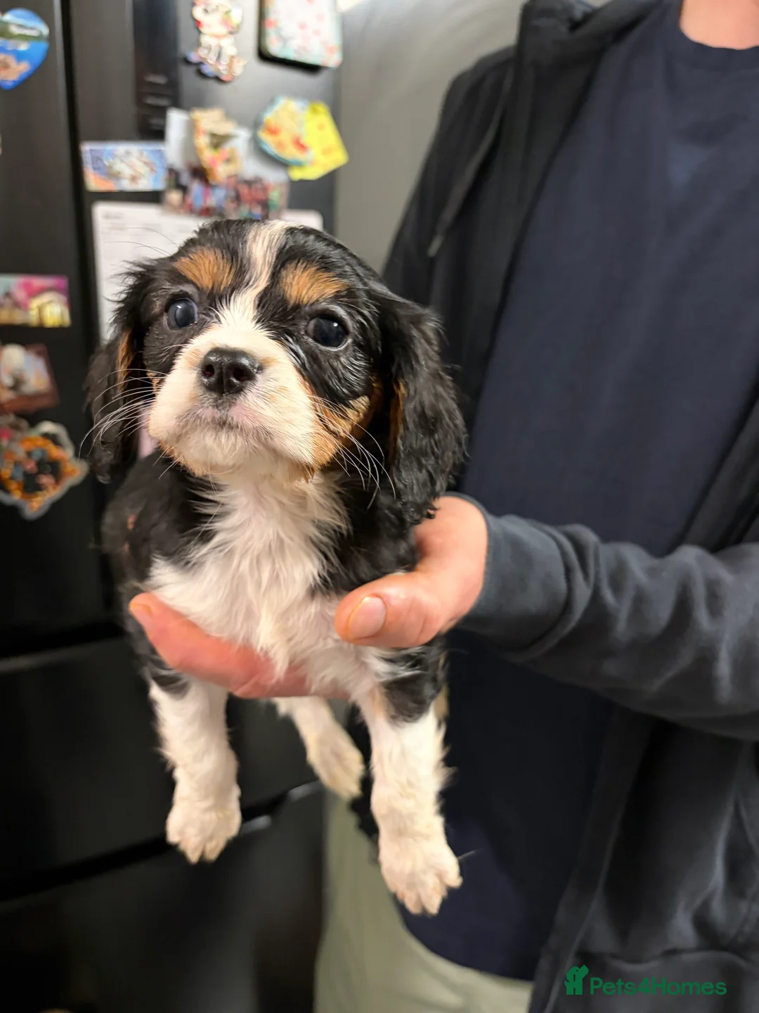 Cavalier King Charles Spaniel dogs for sale: Cavalier King Charles  - Advert 15
