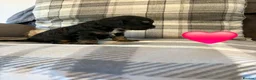 Cockapoo dogs for sale: Beautiful F1 Cockapoo Puppies! - Advert 15