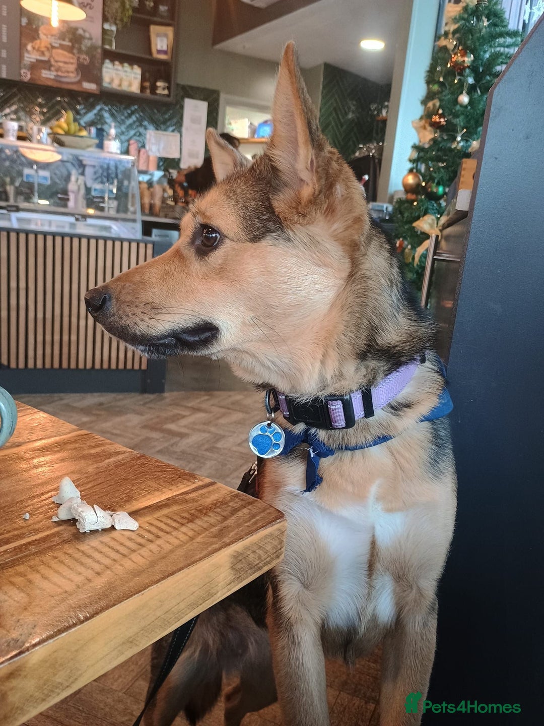 Mixed Breed dogs for adoption: Efa 🐾 would love a doggy sibling - Advert 17