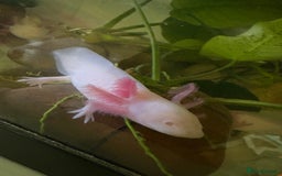 Axolotl reptiles for sale: Juvenile Pink leucistic albino axolotls £35 each - Advert 5