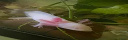 Axolotl reptiles for sale: 8 month leucistic albino pink axolotls £50 each - Advert 3