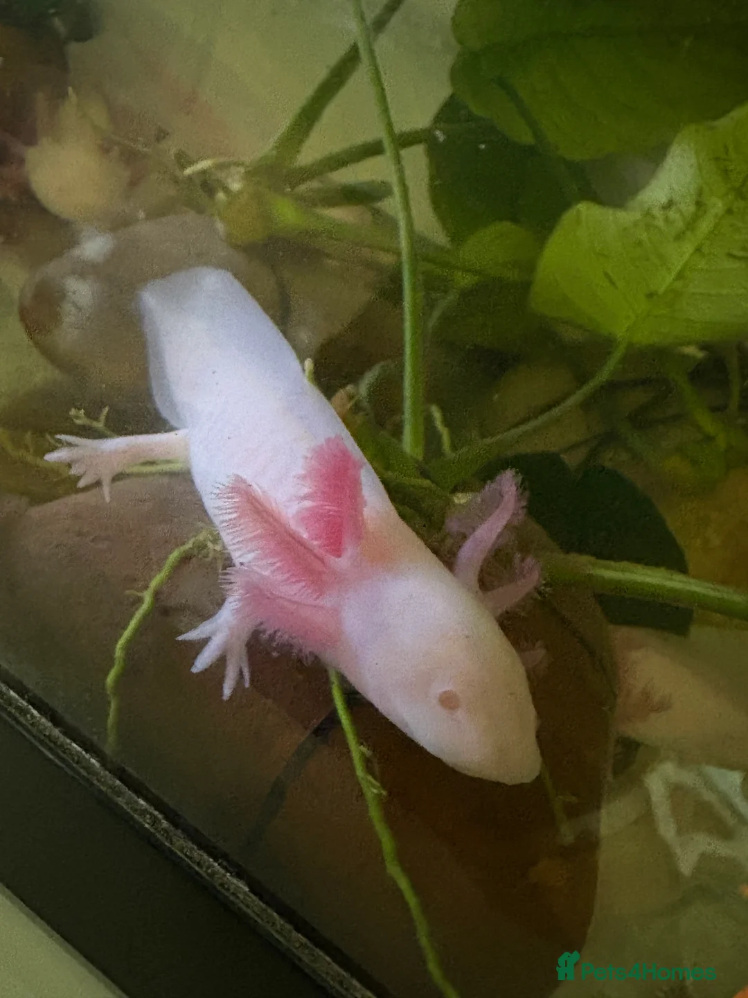 Axolotl reptiles for sale: 8 month leucistic albino pink axolotls £50 each - Advert 3