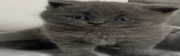 British Shorthair cats for sale: British shorthaired kittens  - Advert 6