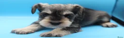 Miniature Schnauzer dogs for sale: 🌟 Exceptional KC Miniature Schnauzer Puppies 🌟 - Advert 16