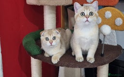 Scottish Fold cats for sale: Scottish straight boy ready to leave - Image 21