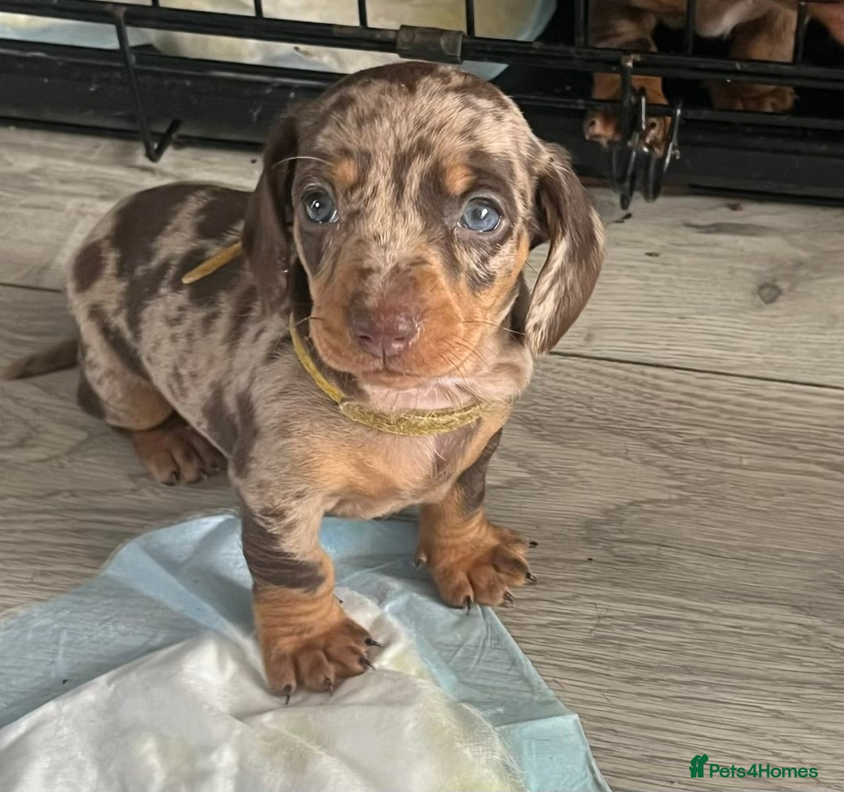 Miniature Dachshund dogs Miniture dachshund  - Advert 14