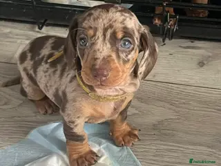 Miniature Dachshund dogs Miniture dachshund - Advert 1