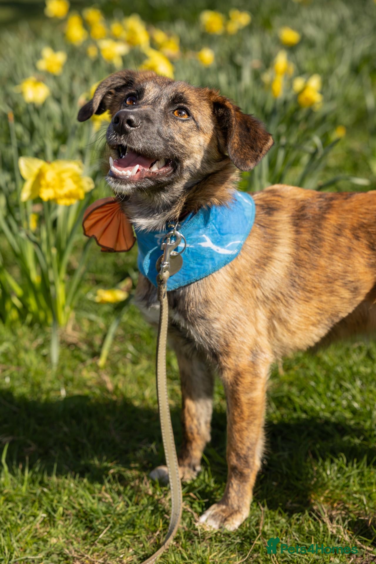 Mixed Breed dogs 🐾 Tigra: Gentle, & Searching for a loving Home - Advert 1