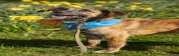 Mixed Breed dogs for sale: 🐾 Tigra: Gentle, & Searching for a loving Home - Advert 1