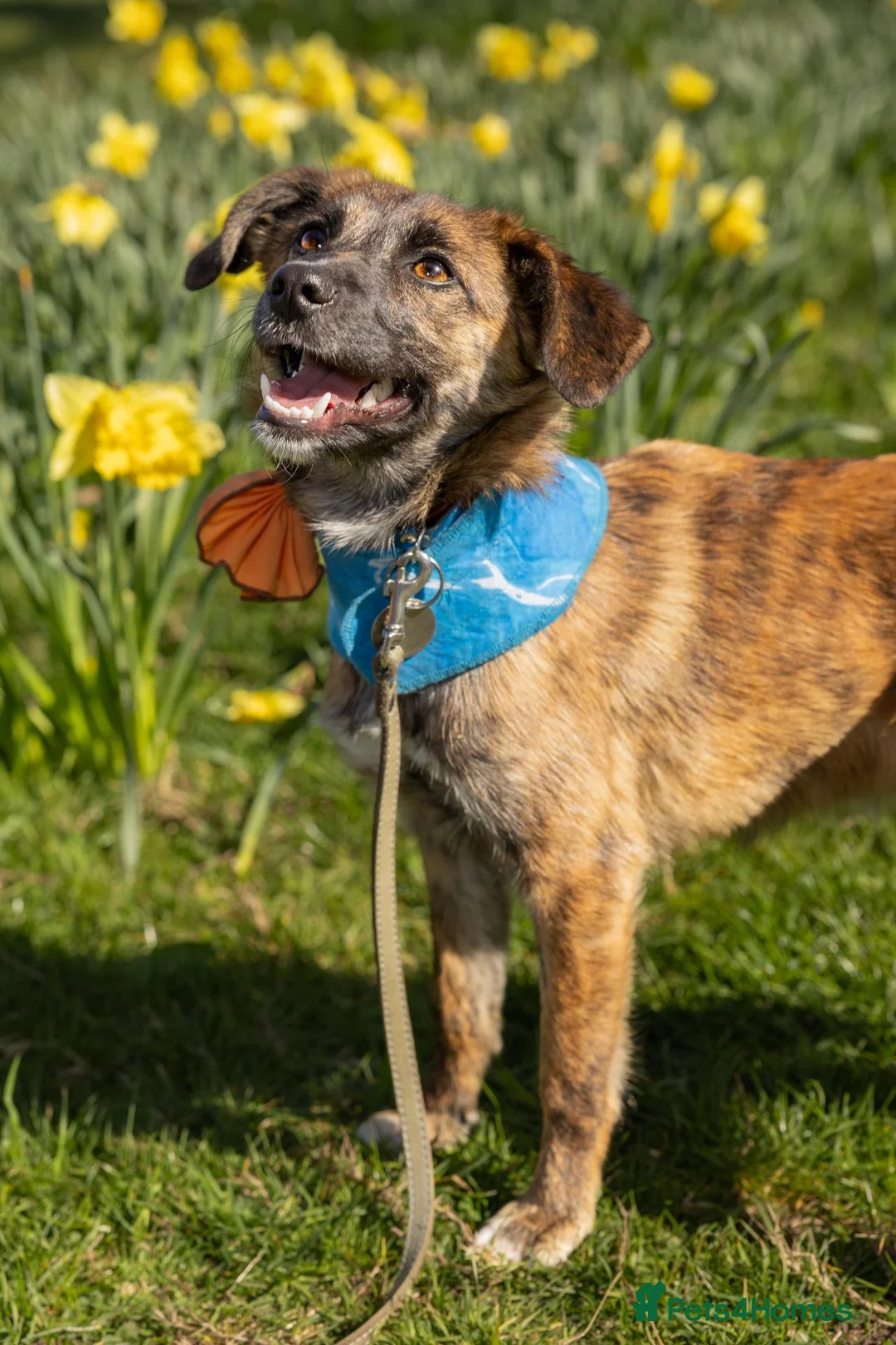 Mixed Breed dogs for sale: 🐾 Tigra: Gentle, & Searching for a loving Home - Advert 1