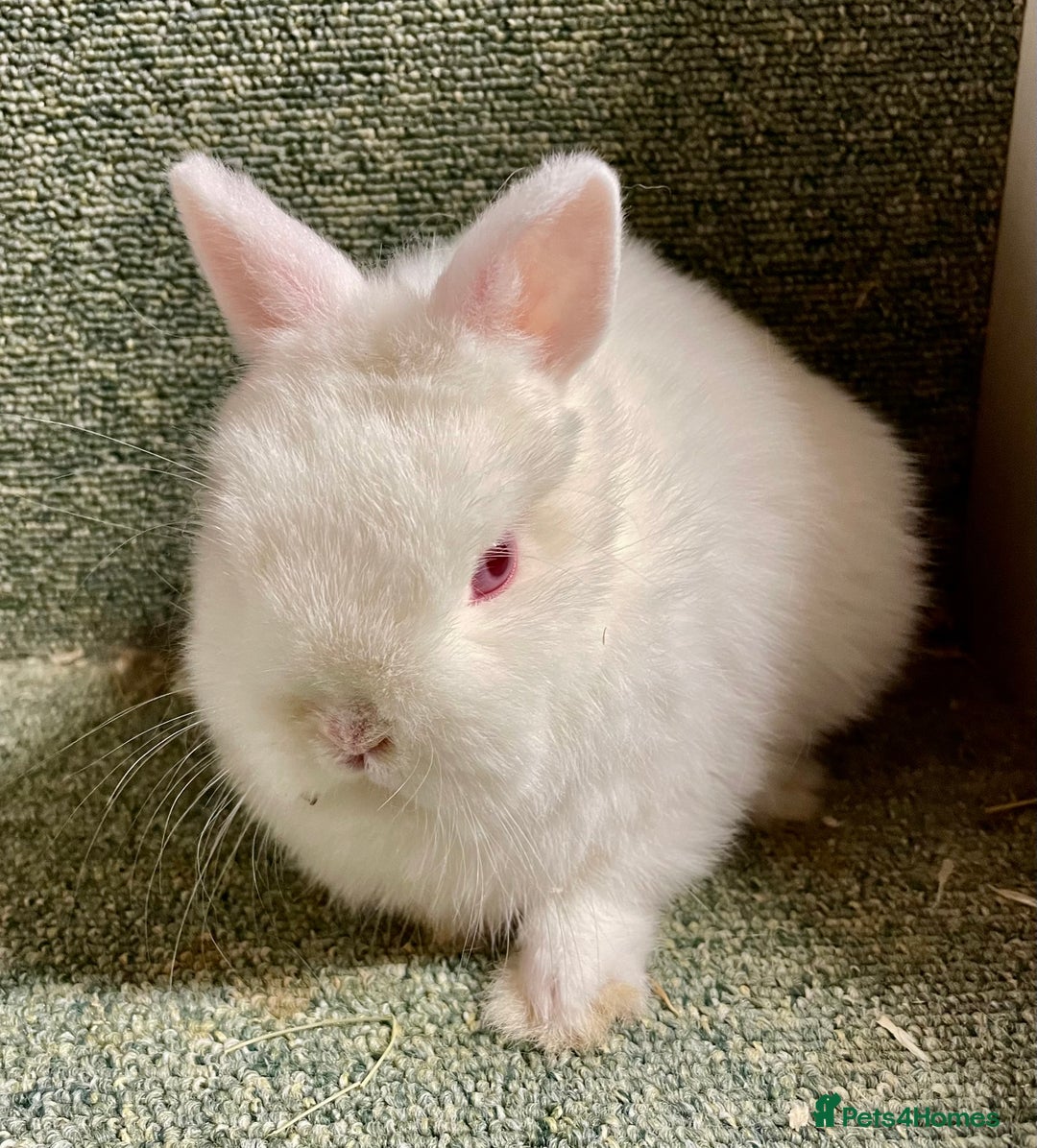 Netherland Dwarf rabbits for sale: Netherland dwarf baby does - Advert 4