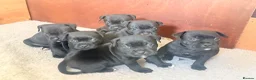Staffordshire Bull Terrier dogs for sale: Staffordshire bull terrier puppy’s  - Advert 3